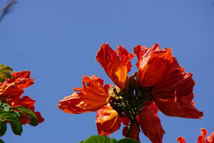 " African tulip tree"