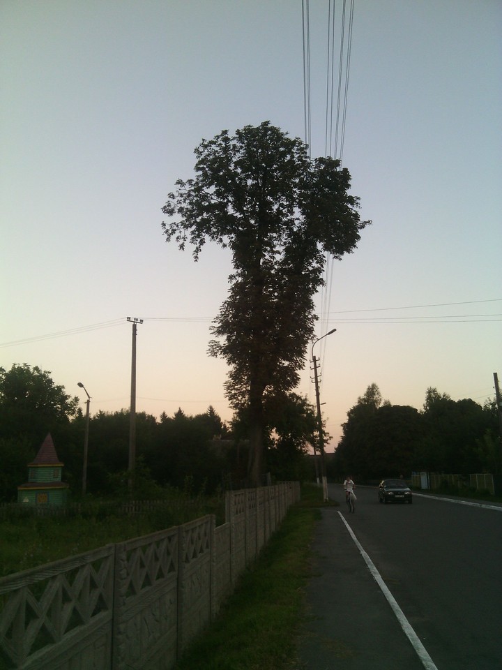 Weird tree