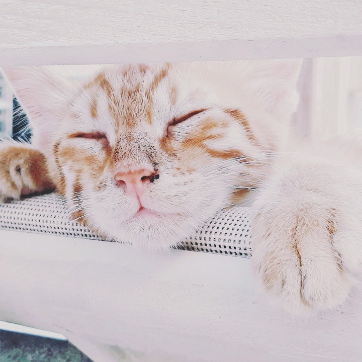 The Sleep of the Innocent.