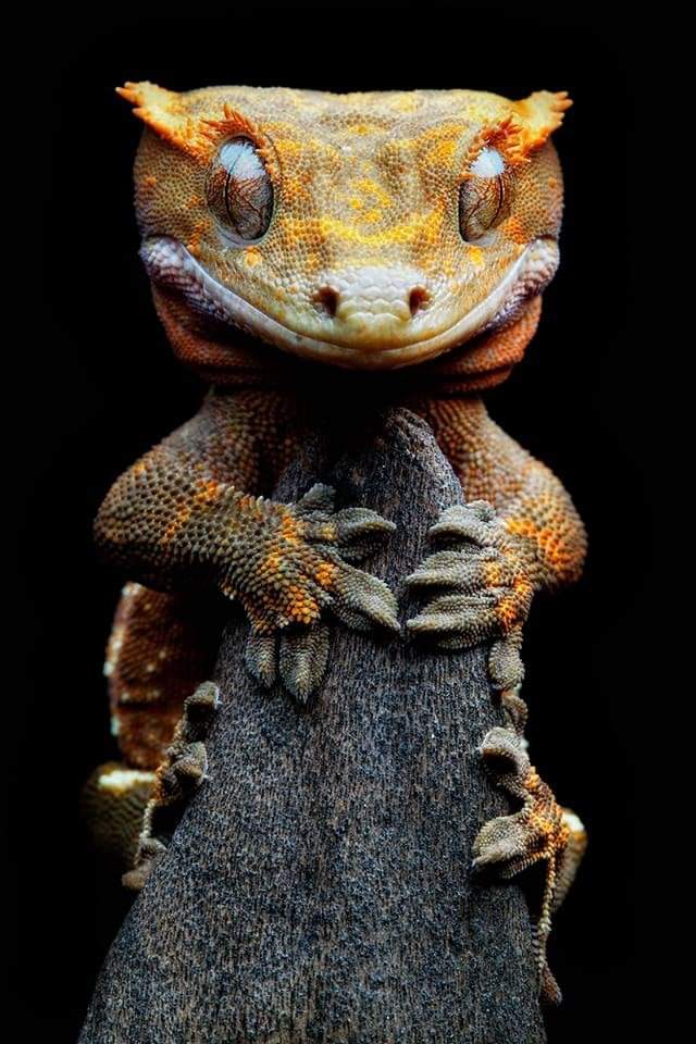 Lizard
