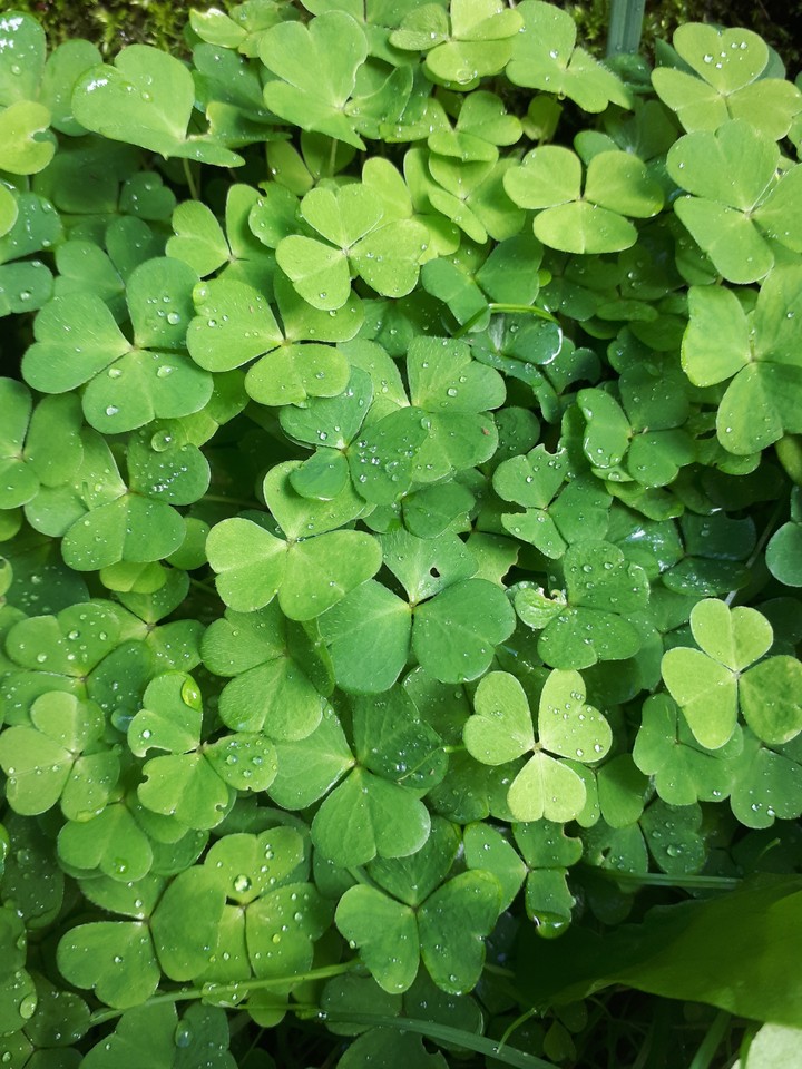 ☘