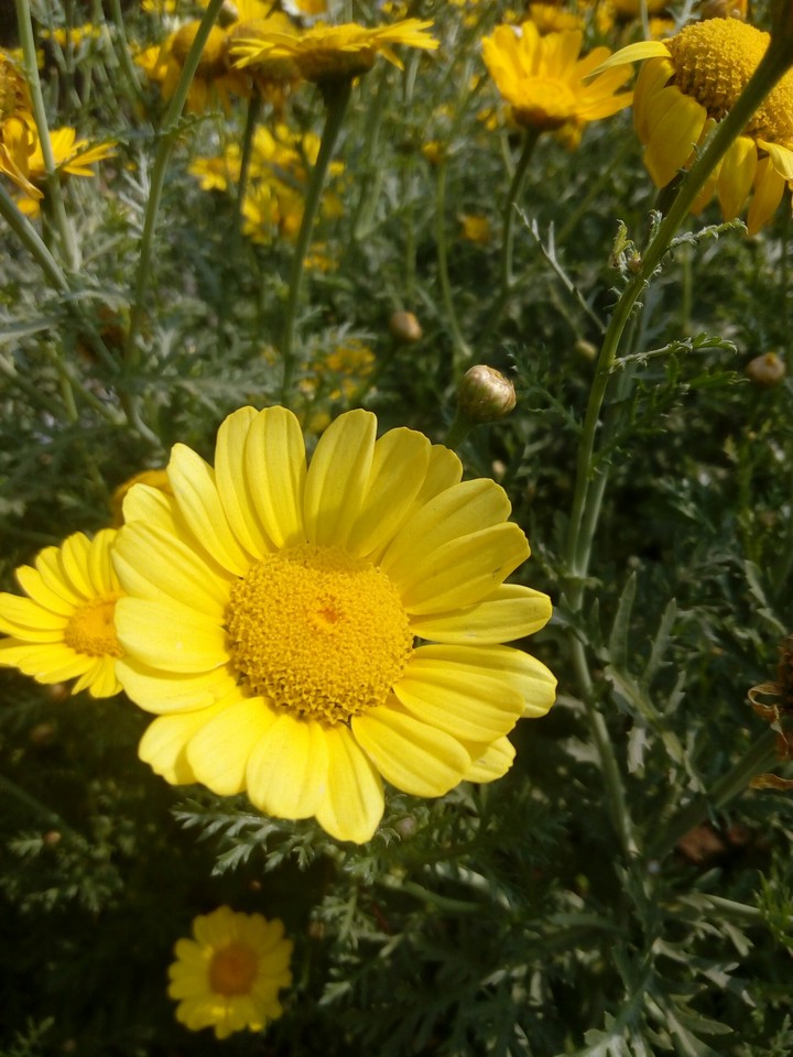 yellow flowers