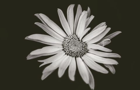 Daisy