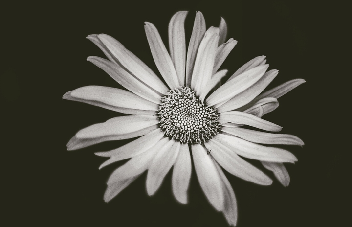 Daisy