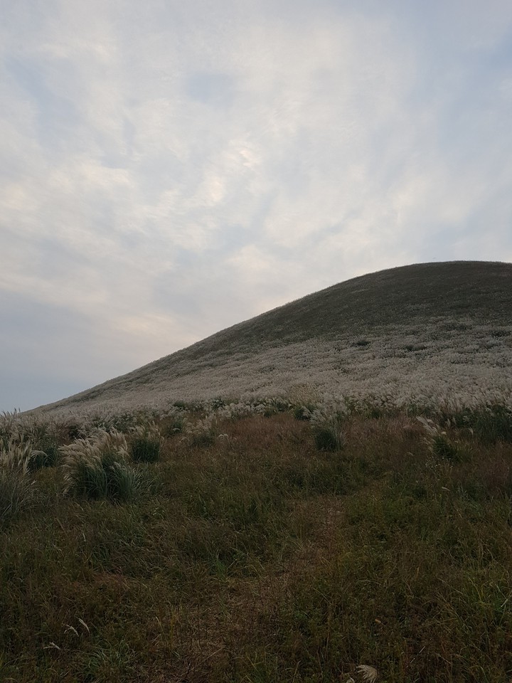 jeju hill