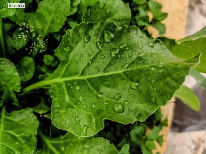 watered leaf
