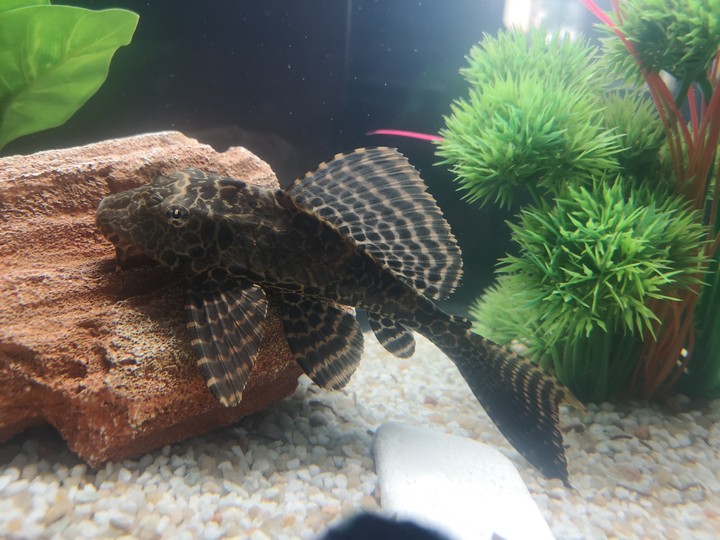 il mio acquario