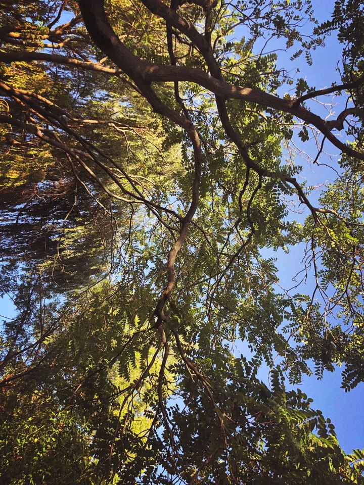 baum
