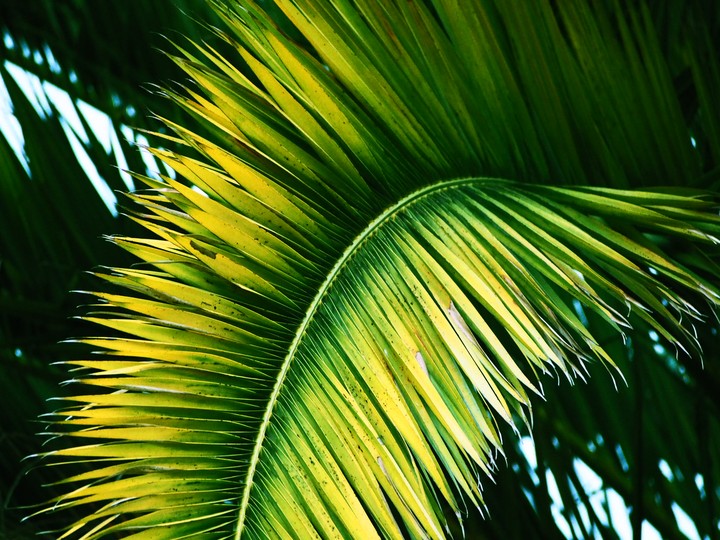 Palmtree