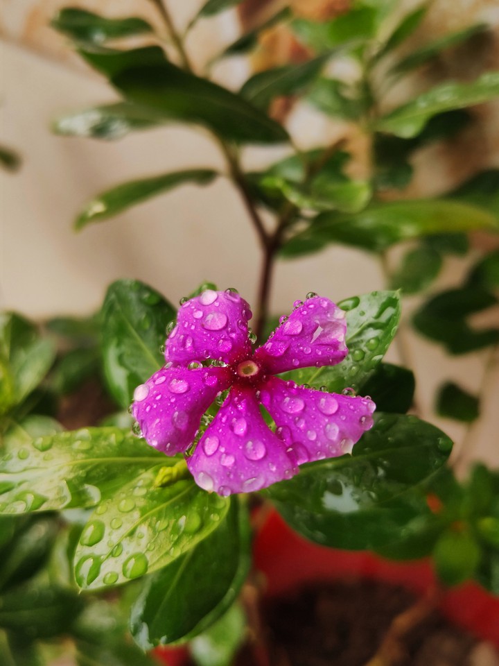 perennials   flower