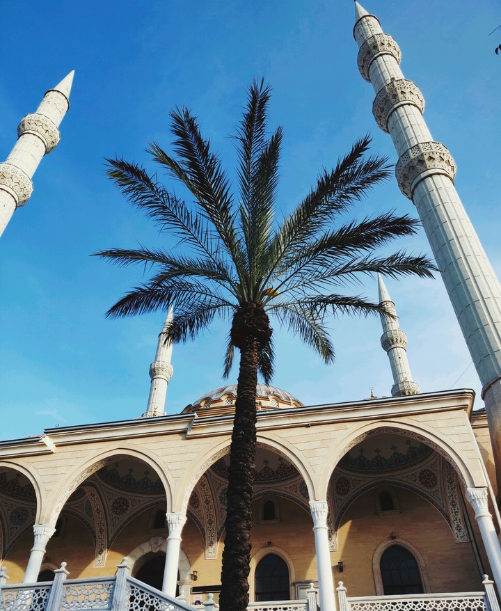 palm