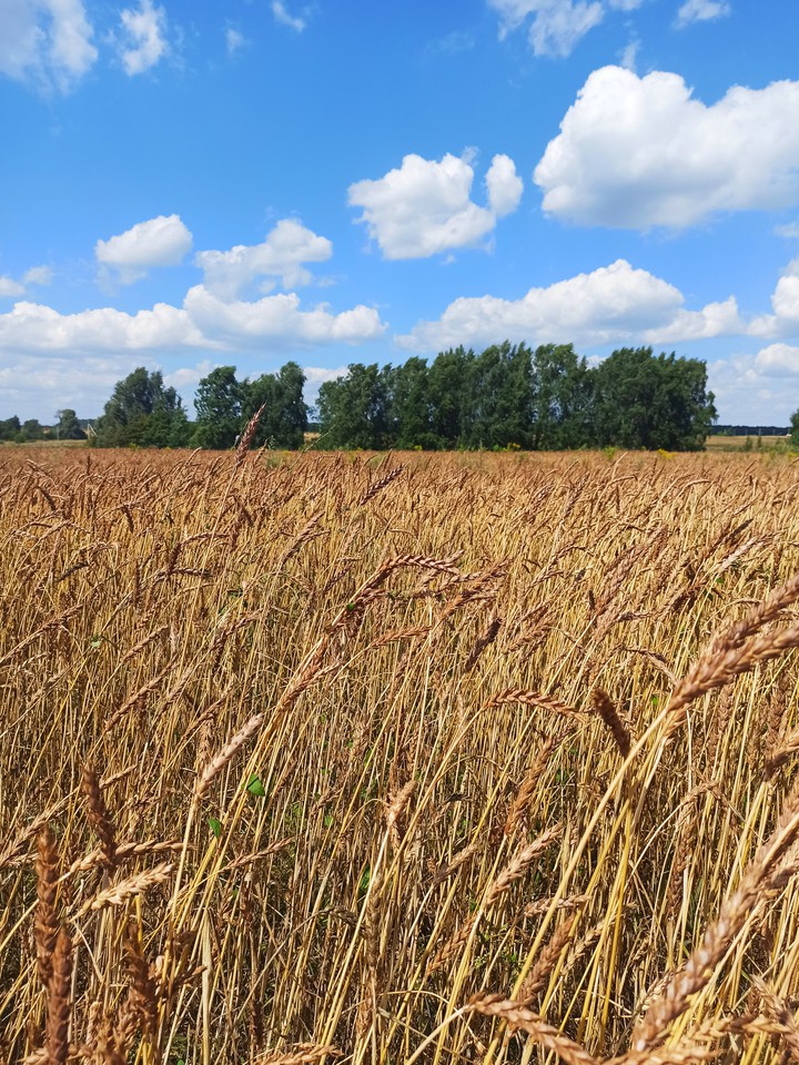 Wheat field
