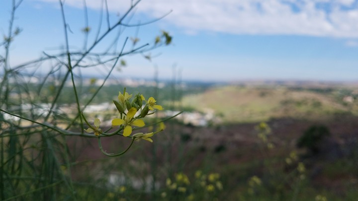 Table Rock Flower