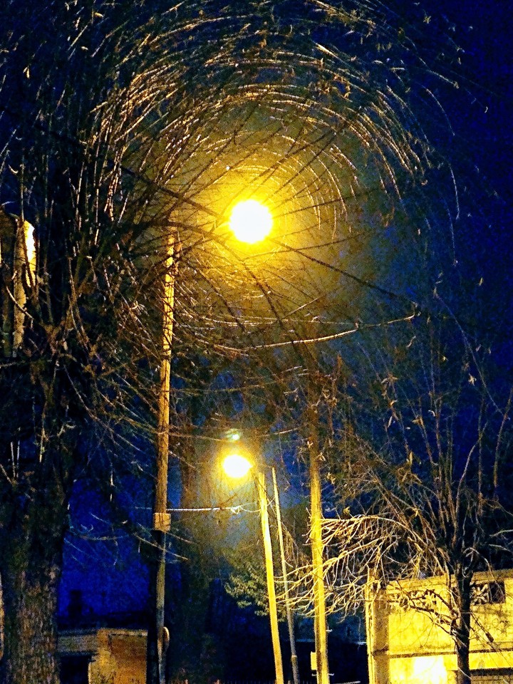 tree