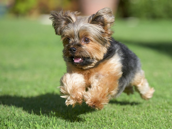 cute puppy...