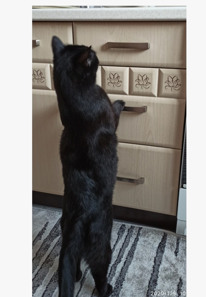 cat
