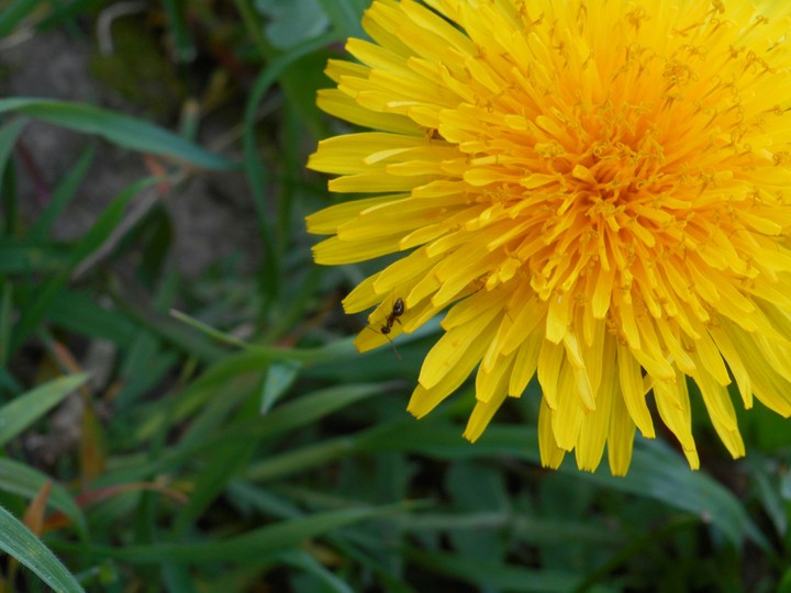 yellow flower and ant