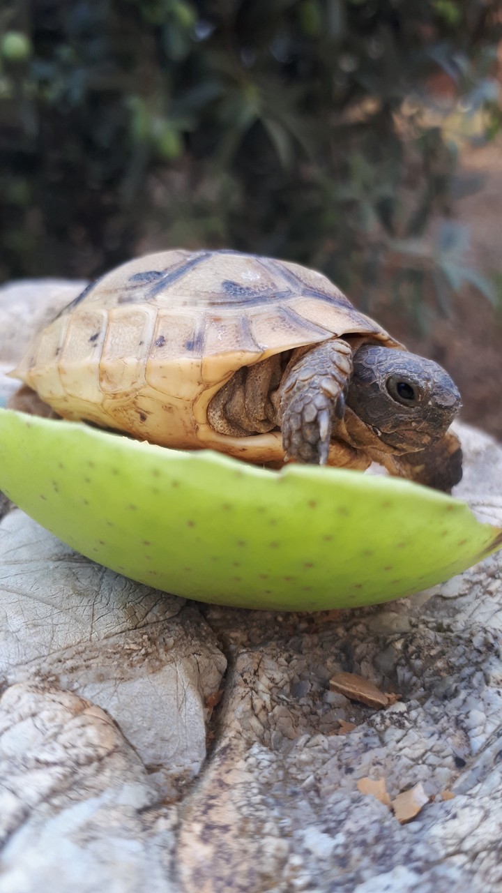 #turtles#Turkey#summer