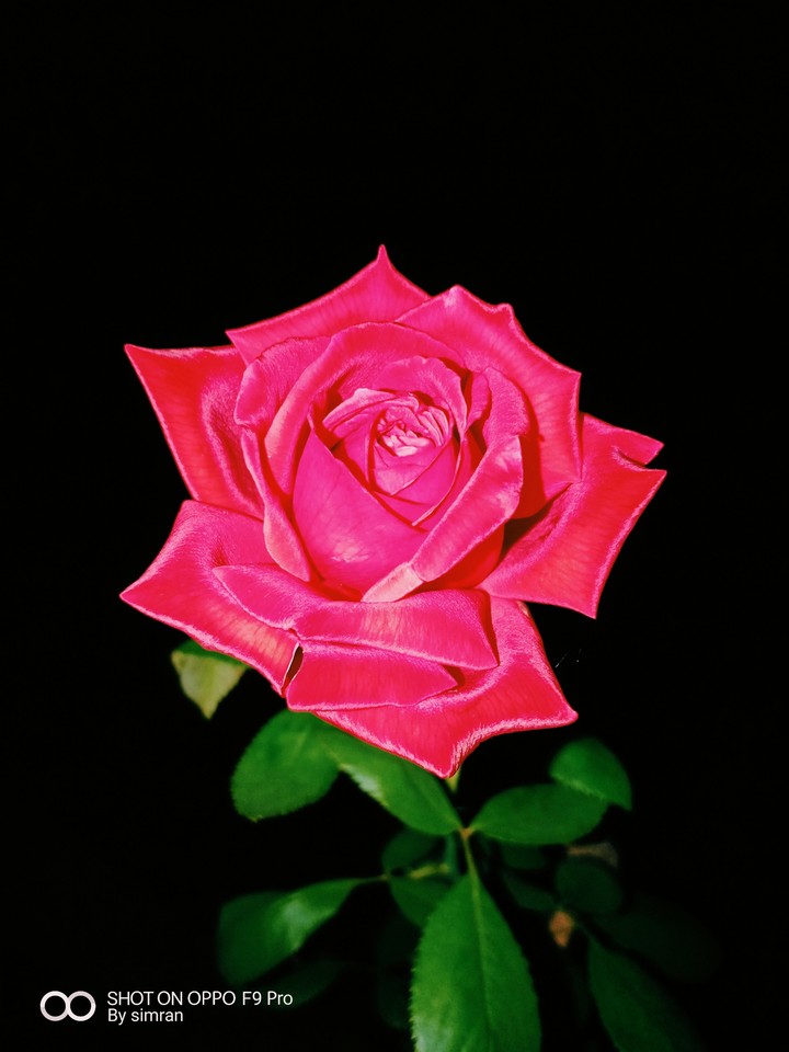 #rose