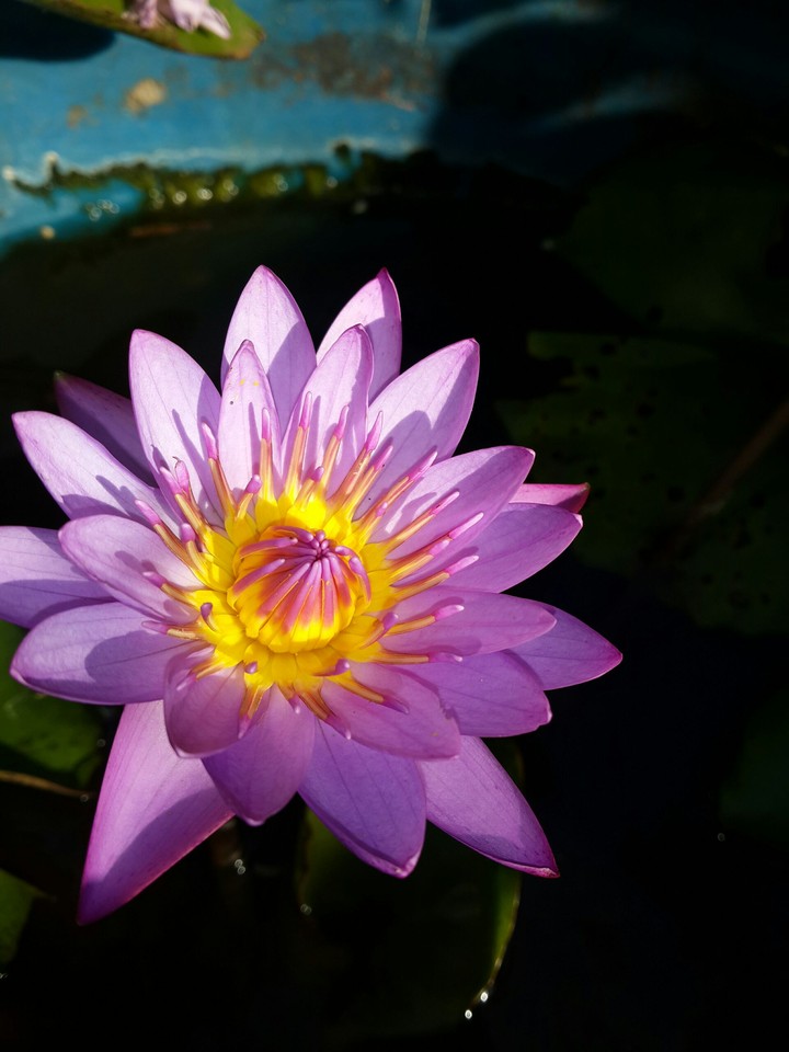 lotus