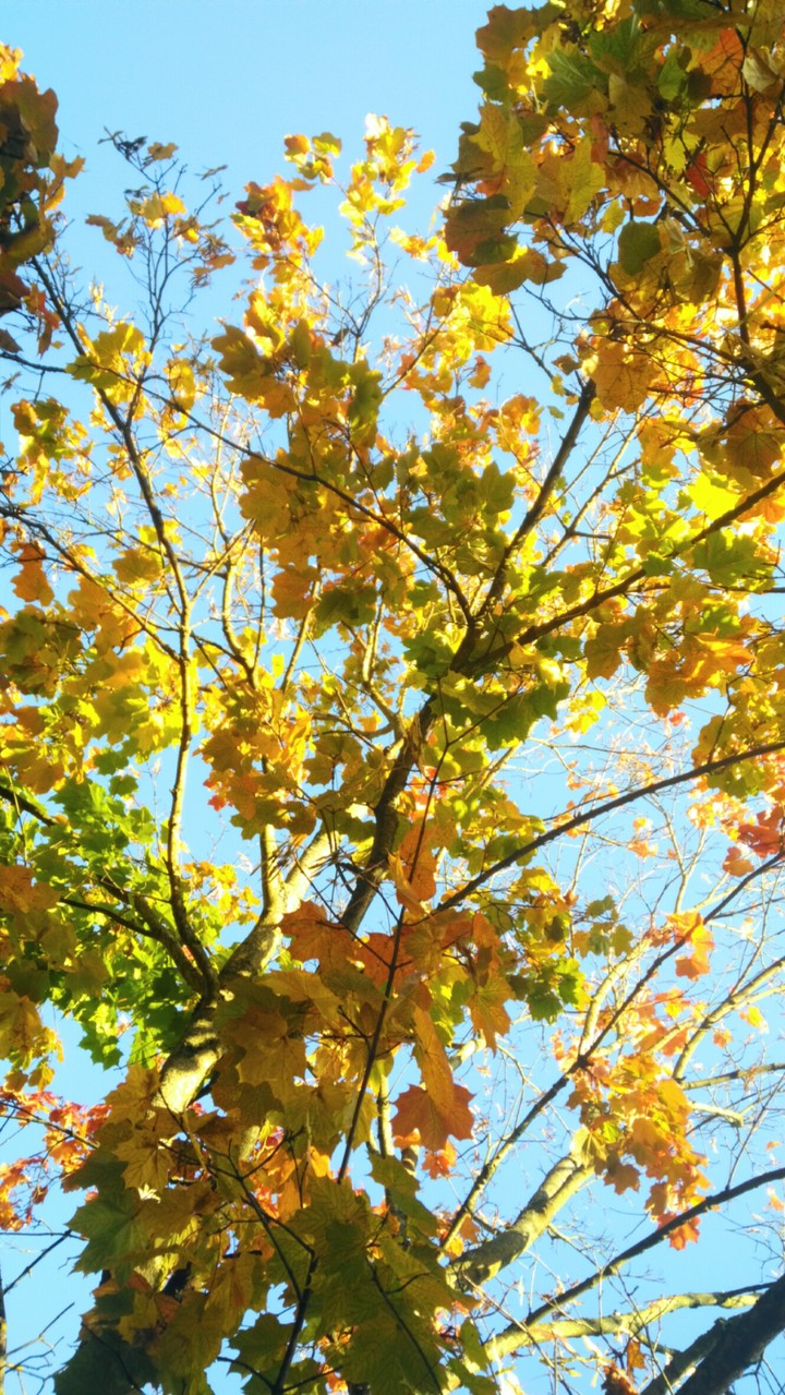sunny tree
