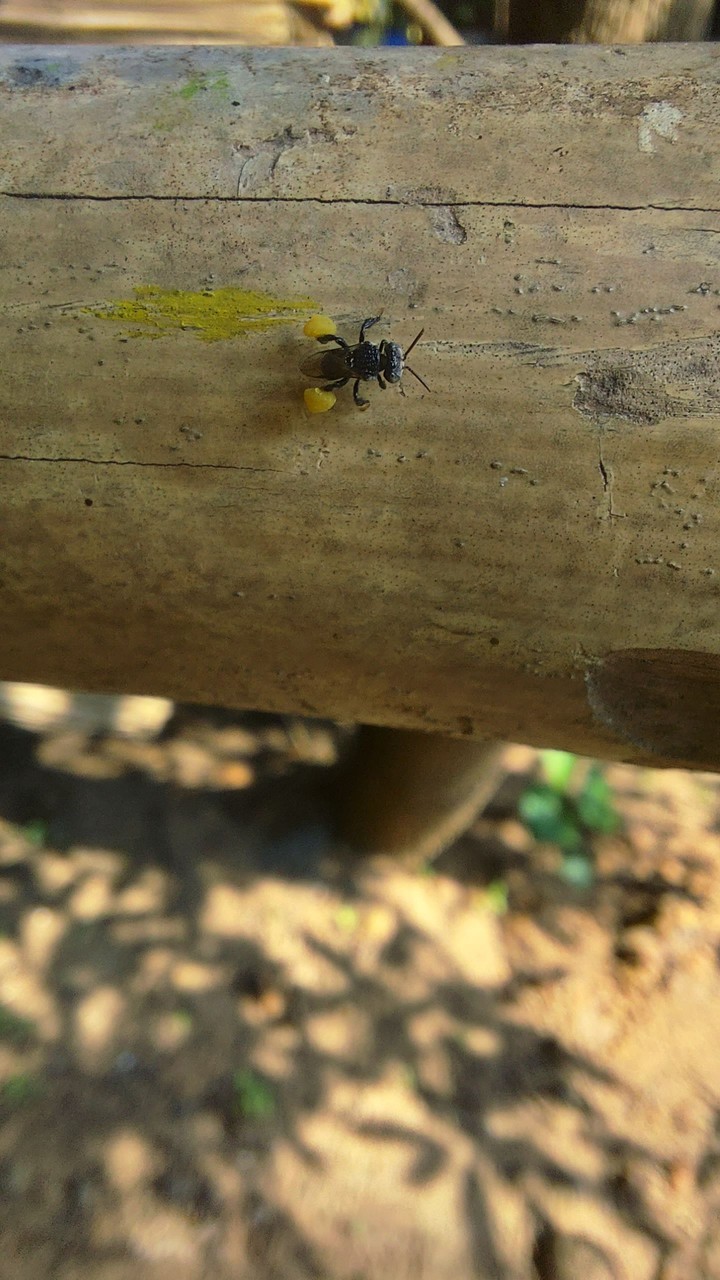 Honey bee