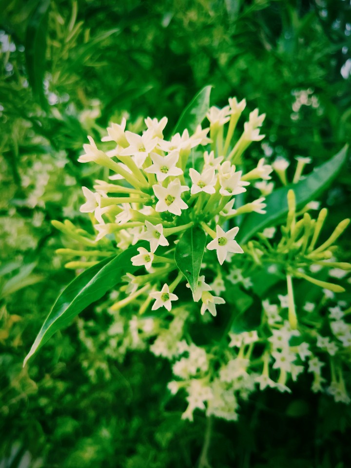 white flowers