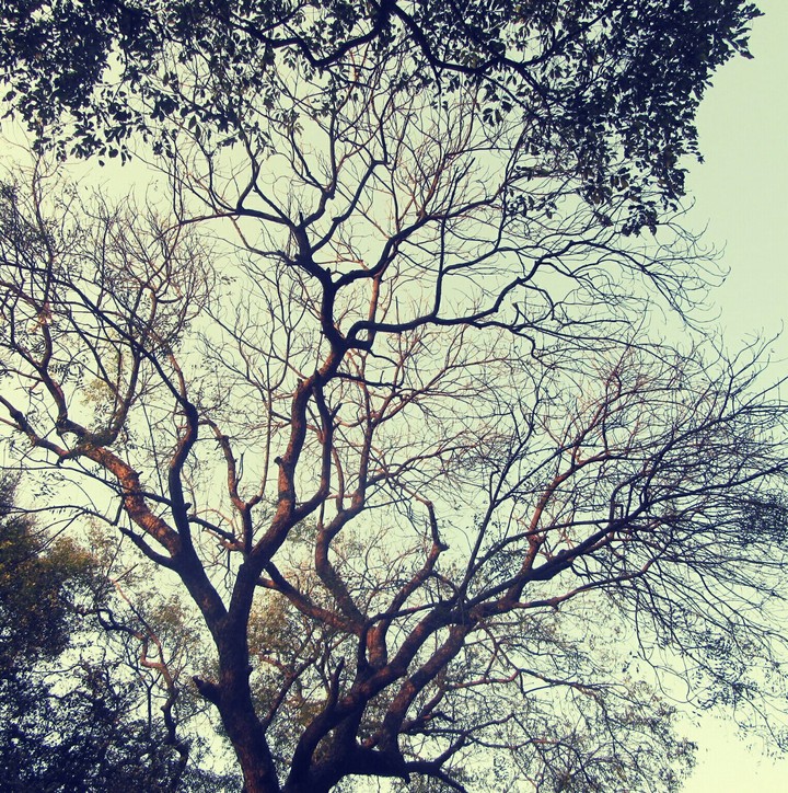 treee shot by priyesh
