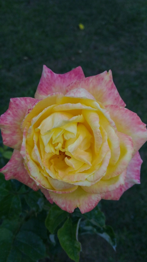 rose