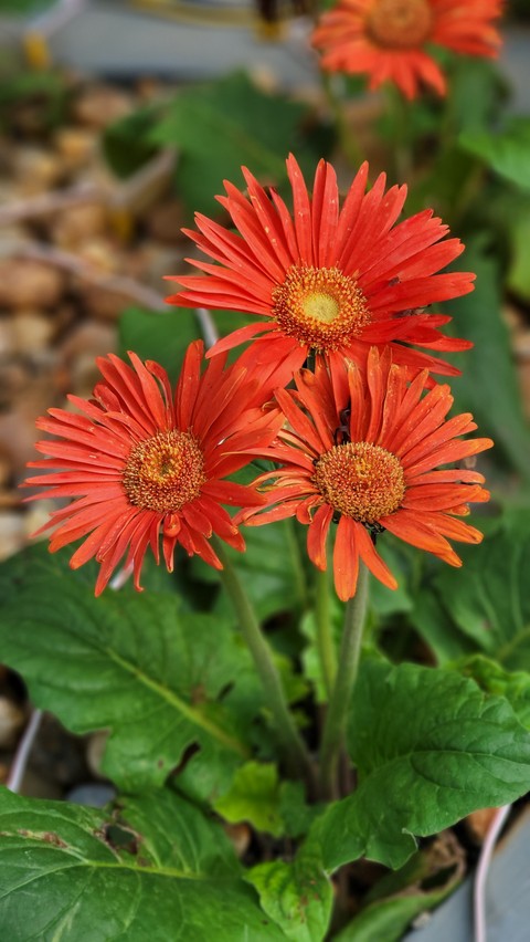 plant, leaf wallpapers