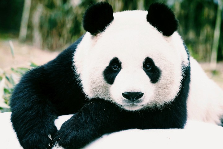 panda