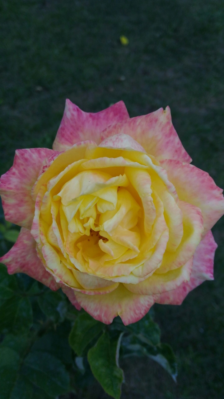 rose