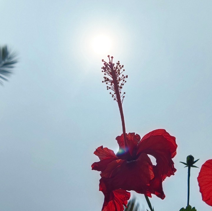 hibiscus
