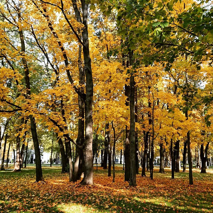 Autumn