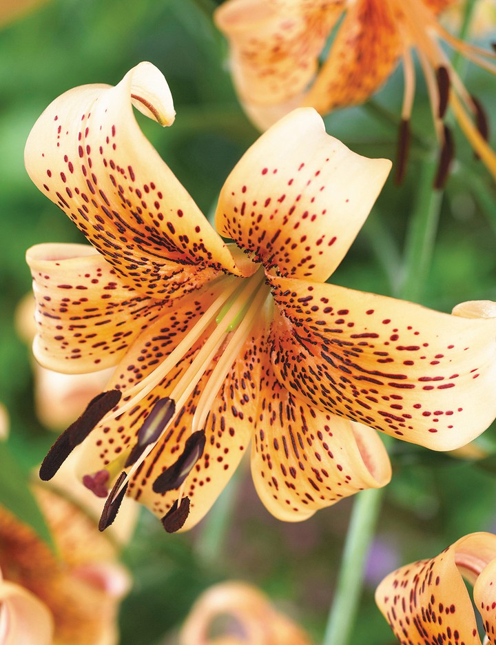 #speckled petals