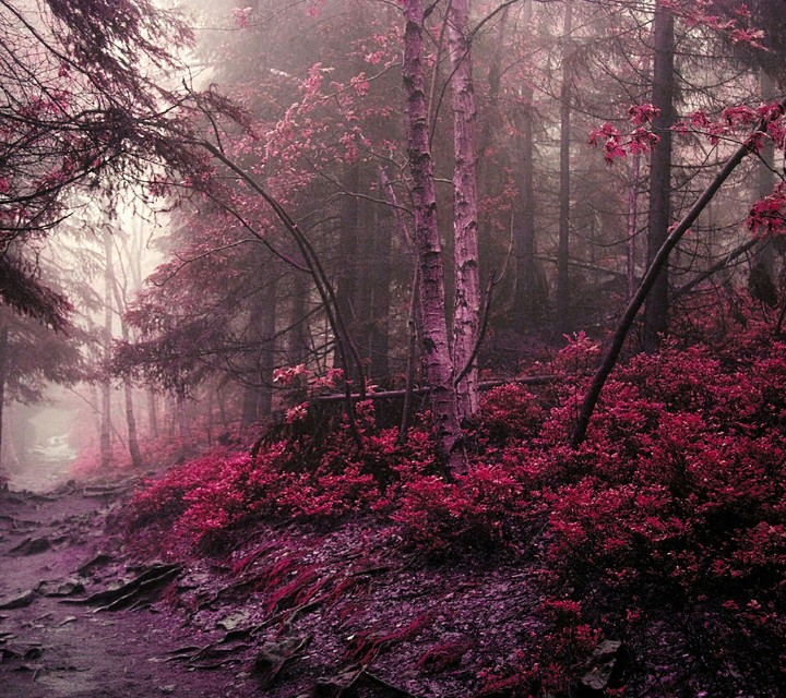 Pinker Wald