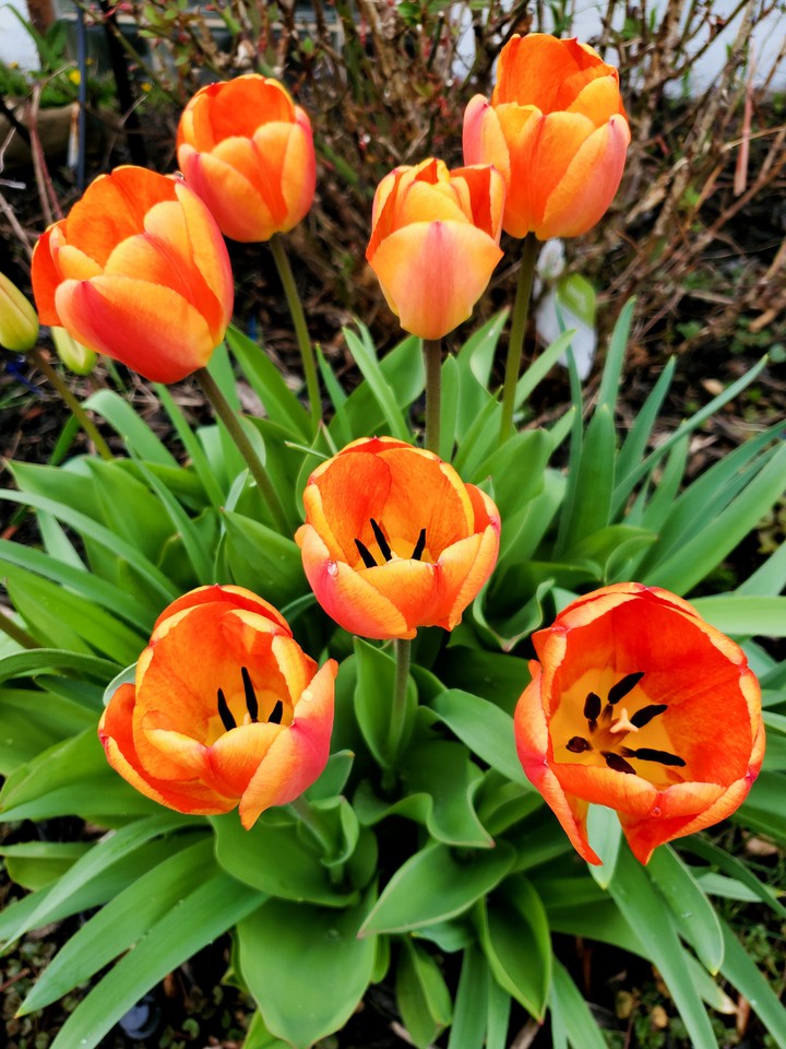 Tulips