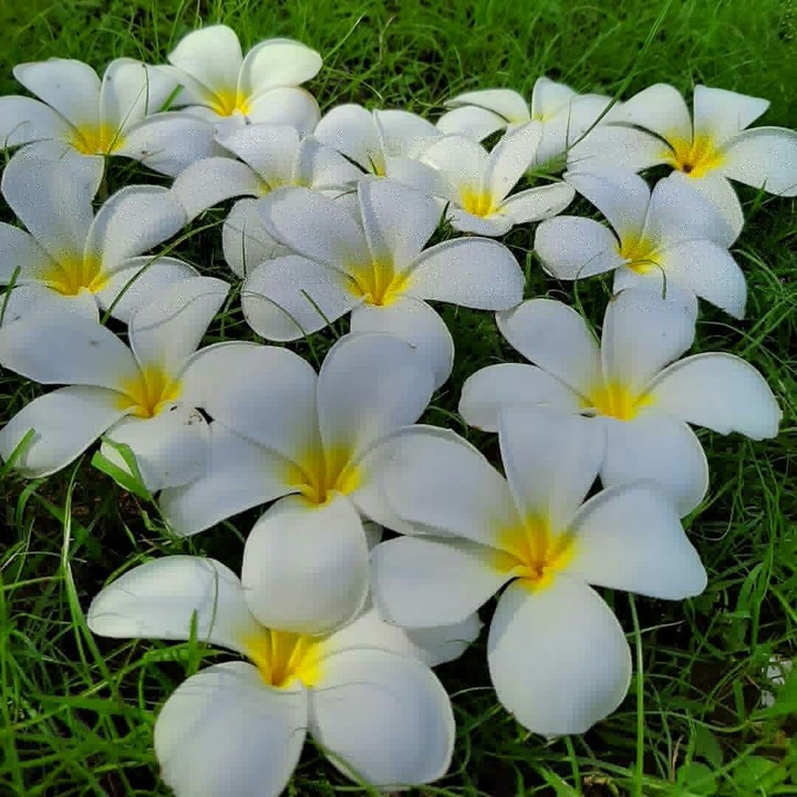 Bông sứ