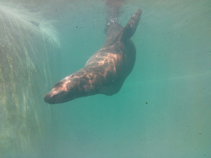 Cute seal:)