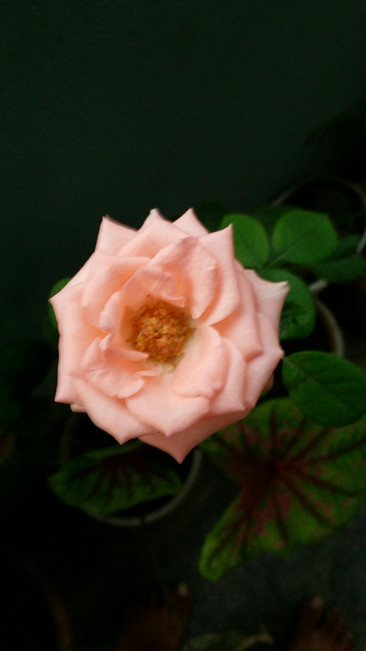 rose