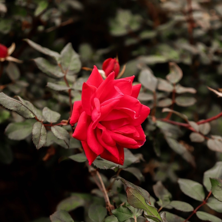 amazing red roses