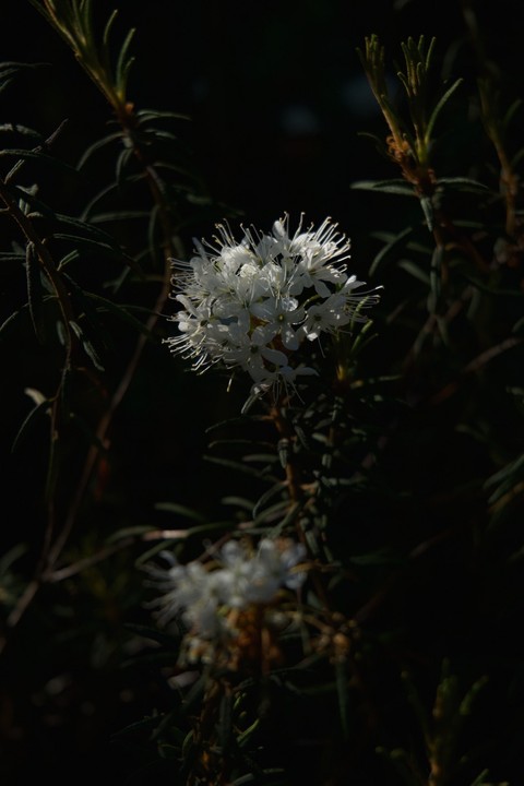 flower, grass wallpapers