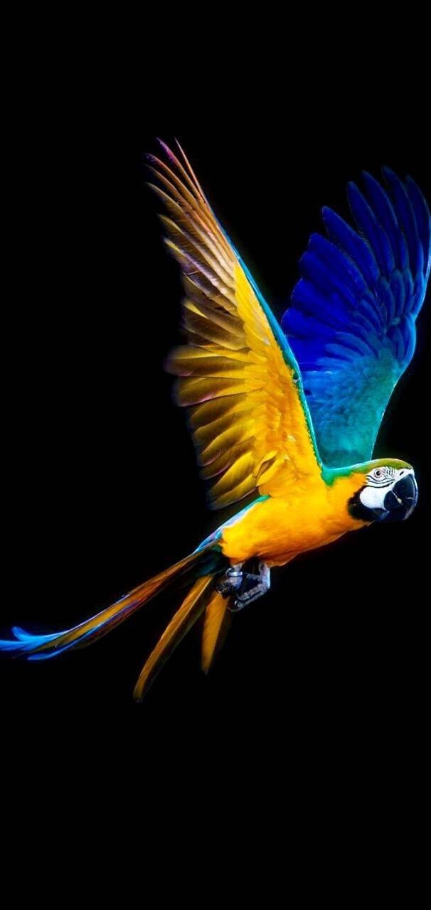 parrot