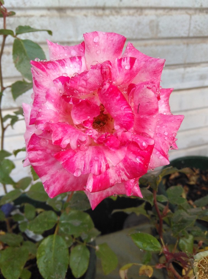 rose covered in rain drops