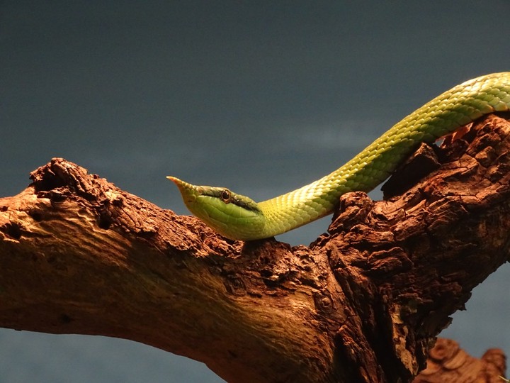 Snake