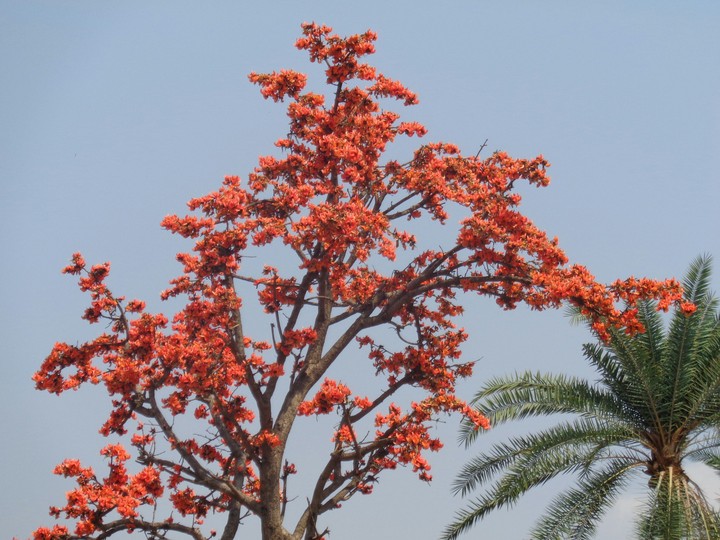 Butea monosperma