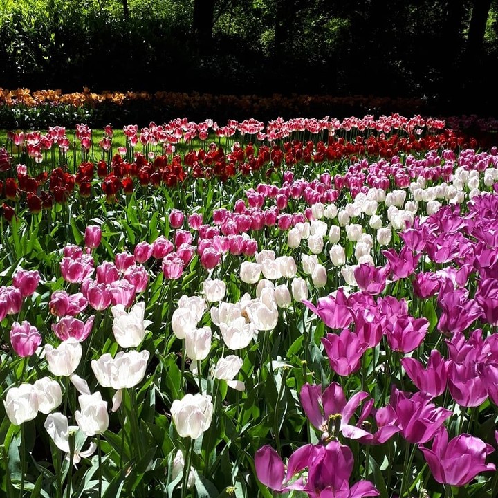 Colourful tulips