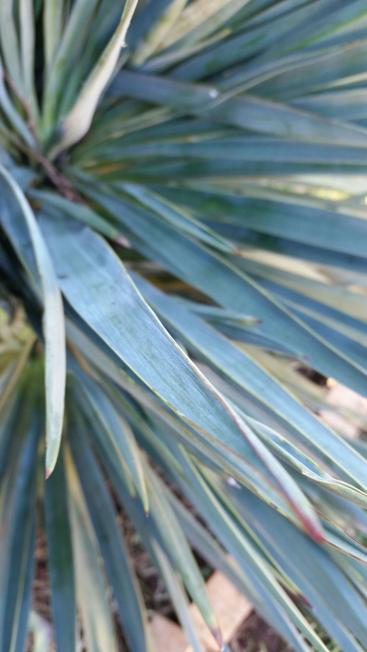 spiky plant