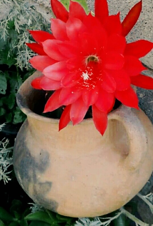 flores