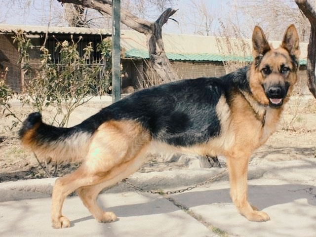 german